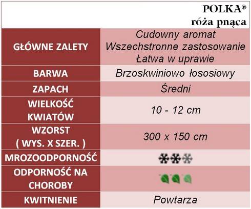 Polka róża pnąca